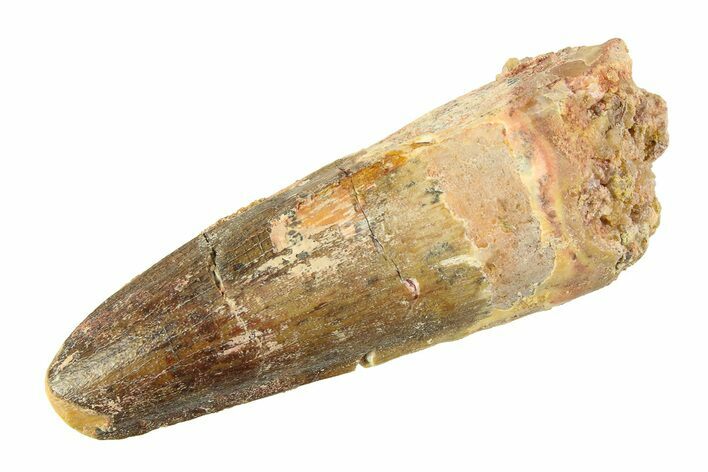 Fossil Spinosaurus Tooth - Feeding Worn Tip #354759